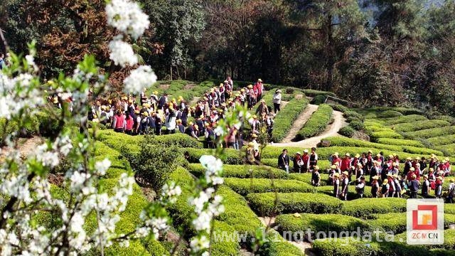 荣县：以茶为媒，引领“小茶人”传承千年茶香，春日荣县，“小茶人”沉浸式感受千年茶香魅力