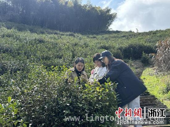 吴瑕团队“设计之力”，让“兰溪毛峰”绽放新光彩，科技特派员助力，“兰溪毛峰”开启振兴新篇章