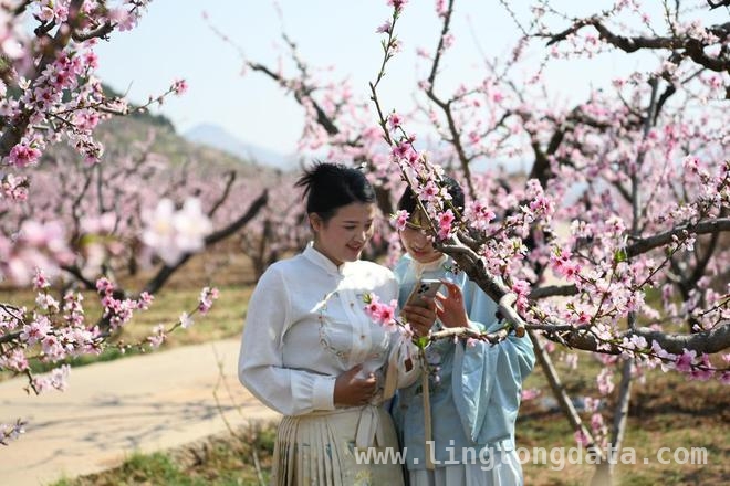 桃花园中新闻发布，山亭文旅开启春日新篇
