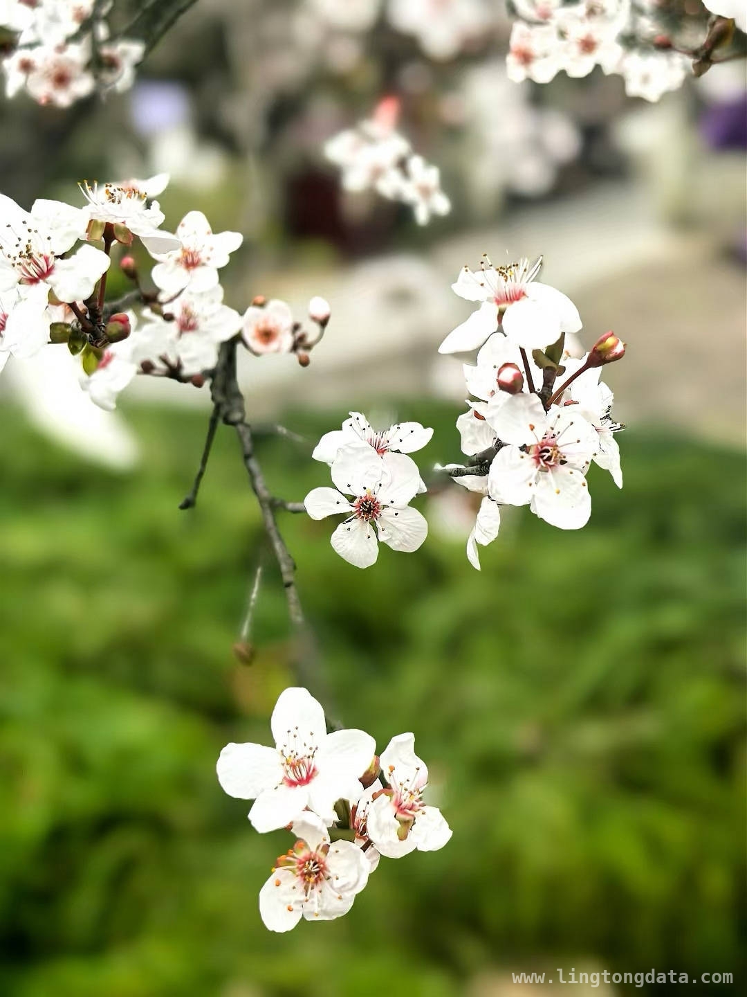 仲春杭城繁花盛，诗意生活正当时，杭城春日：百花争艳的诗意之旅