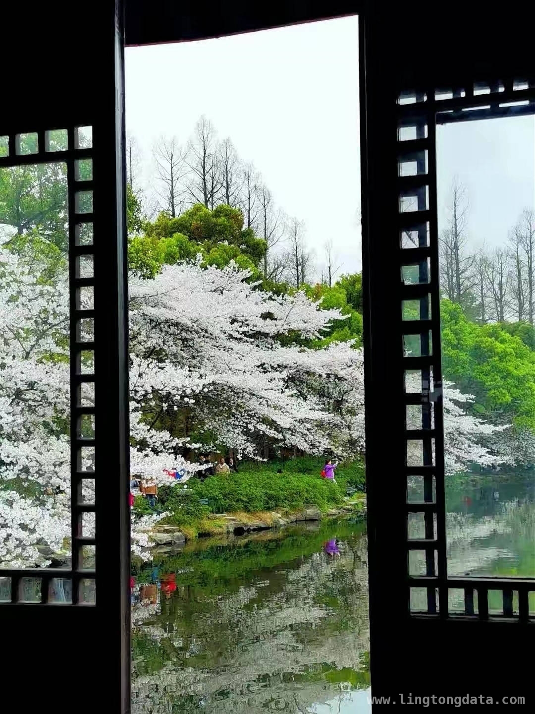 仲春杭城繁花盛，诗意生活正当时，杭城春日：百花争艳的诗意之旅