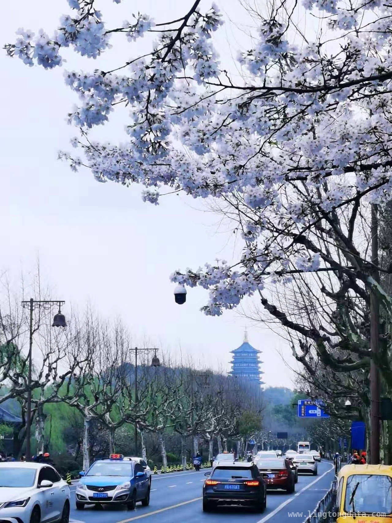 仲春杭城繁花盛，诗意生活正当时，杭城春日：百花争艳的诗意之旅