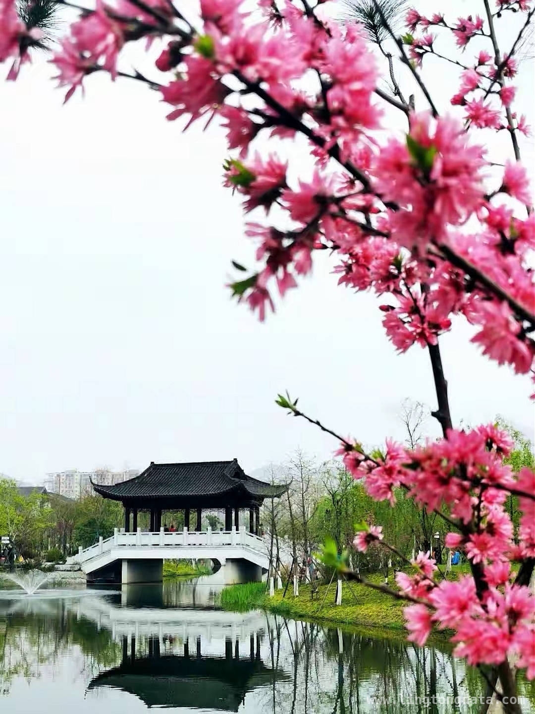 仲春杭城繁花盛，诗意生活正当时，杭城春日：百花争艳的诗意之旅
