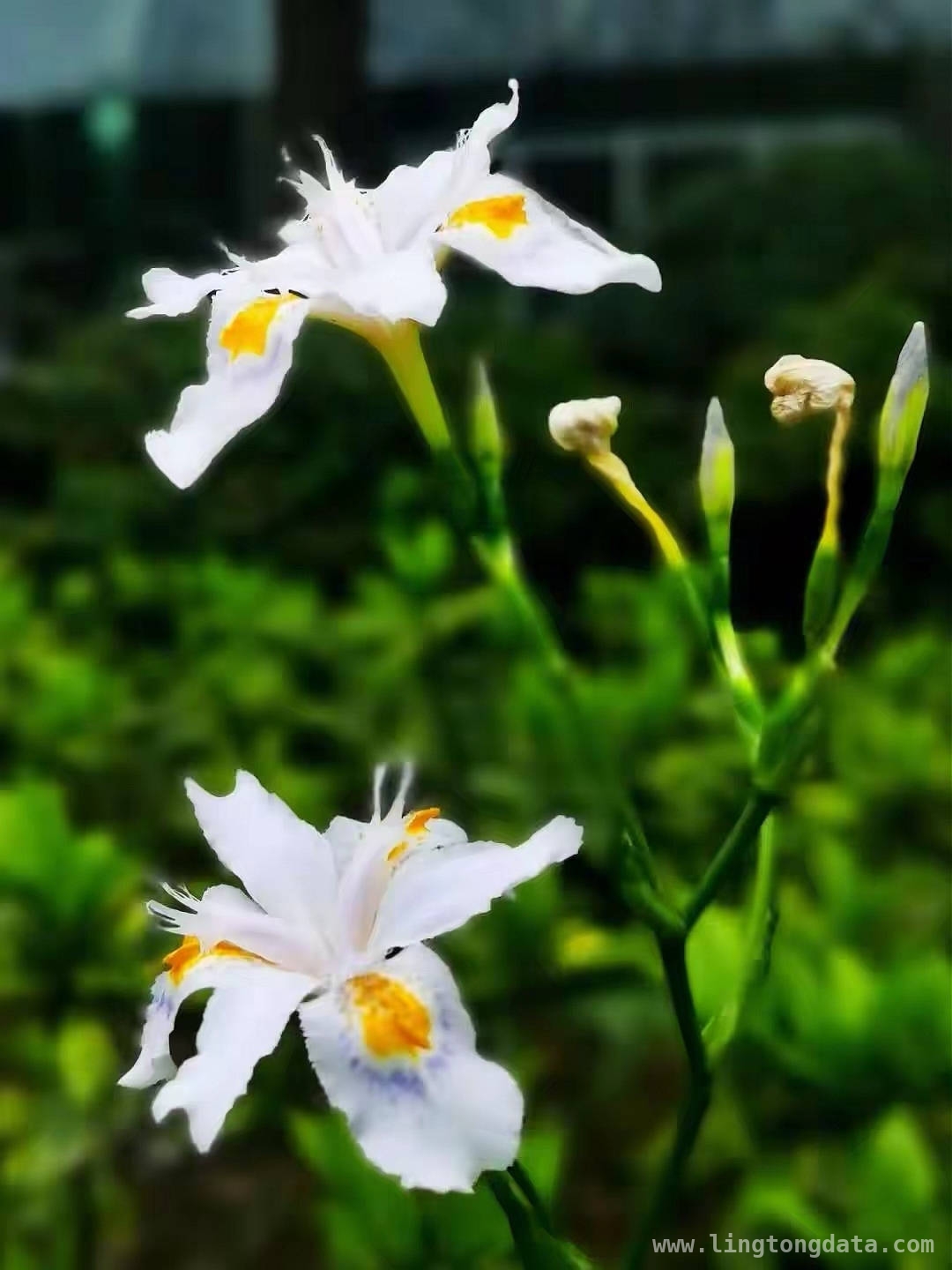 仲春杭城繁花盛，诗意生活正当时，杭城春日：百花争艳的诗意之旅