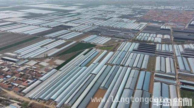 莱西葡萄：从田间到市场的丰收传奇，莱西葡萄丰收季，果农笑颜映硕果