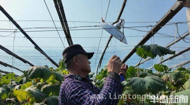 莱西葡萄：从田间到市场的丰收传奇，莱西葡萄丰收季，果农笑颜映硕果