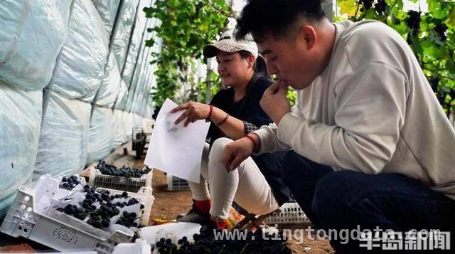 莱西葡萄：从田间到市场的丰收传奇，莱西葡萄丰收季，果农笑颜映硕果