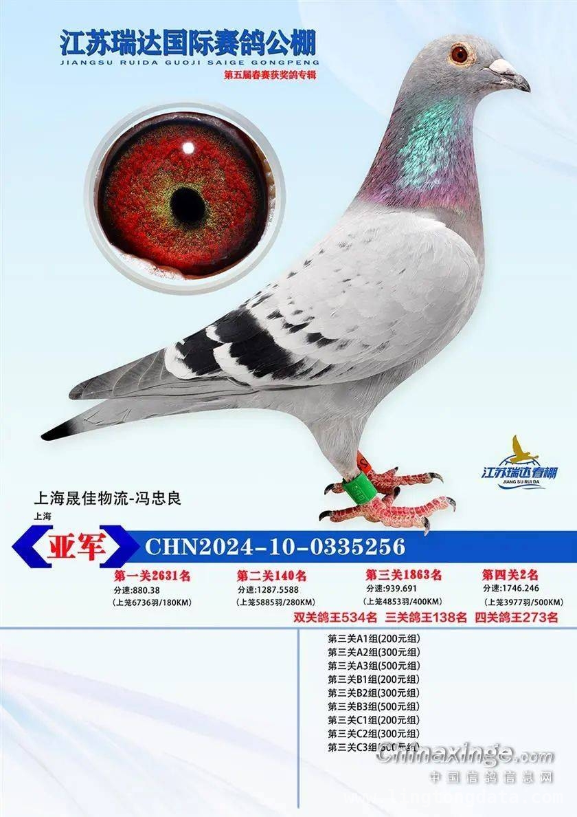 2025江苏瑞达赛鸽春赛收官，同步拍卖邀您参与