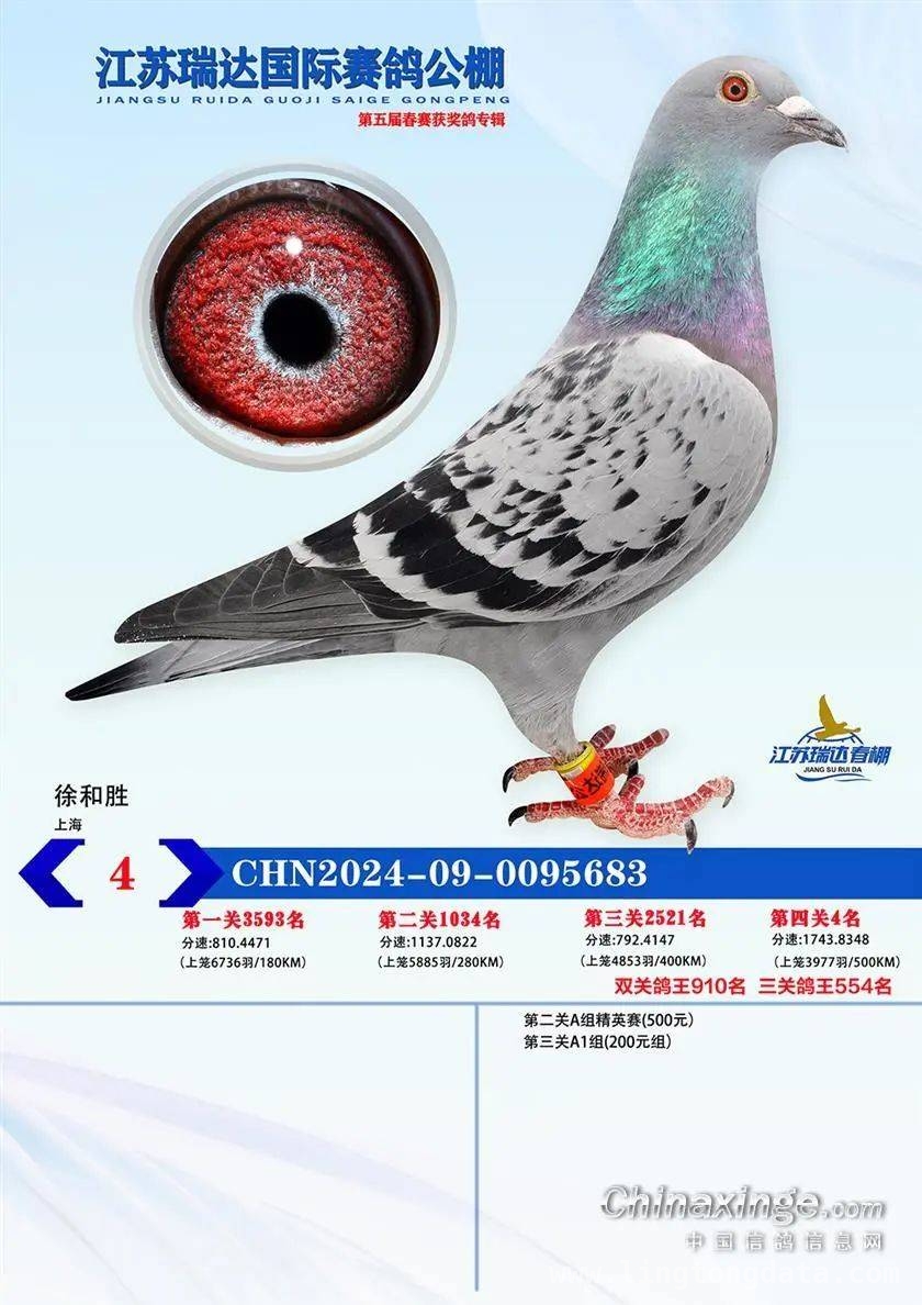 2025江苏瑞达赛鸽春赛收官，同步拍卖邀您参与
