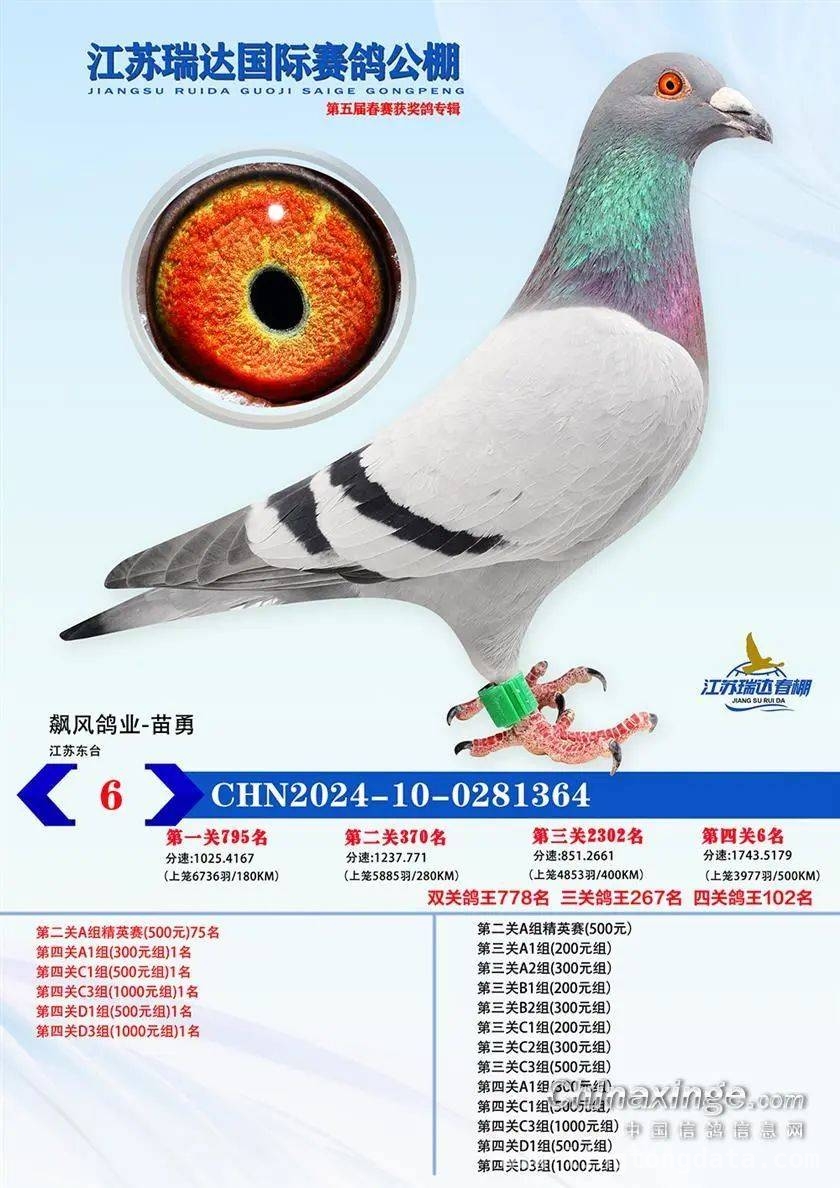 2025江苏瑞达赛鸽春赛收官，同步拍卖邀您参与