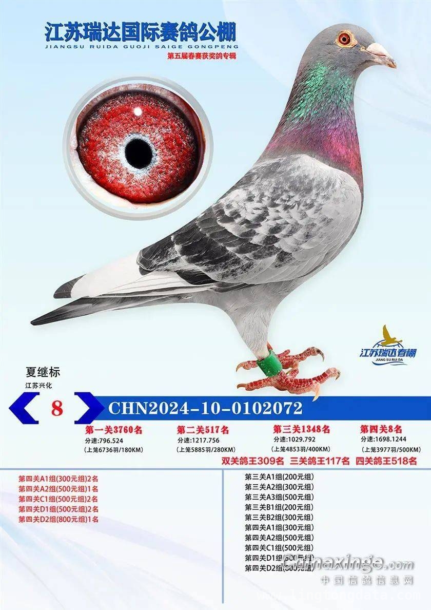 2025江苏瑞达赛鸽春赛收官，同步拍卖邀您参与