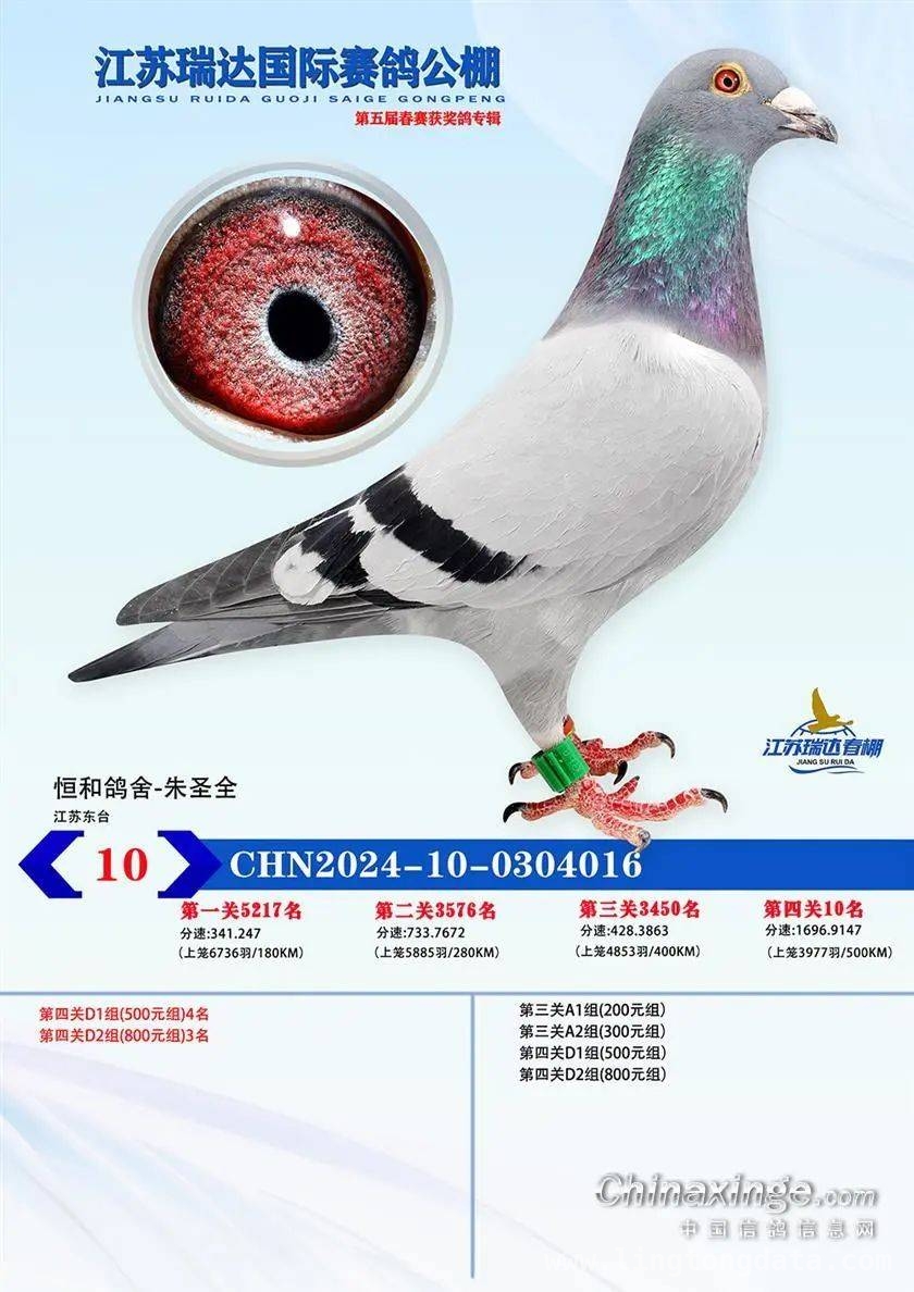 2025江苏瑞达赛鸽春赛收官，同步拍卖邀您参与
