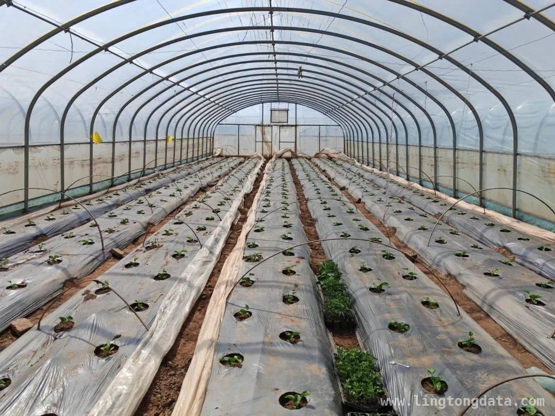 皋兰农业：新质生产力下的科技奇迹