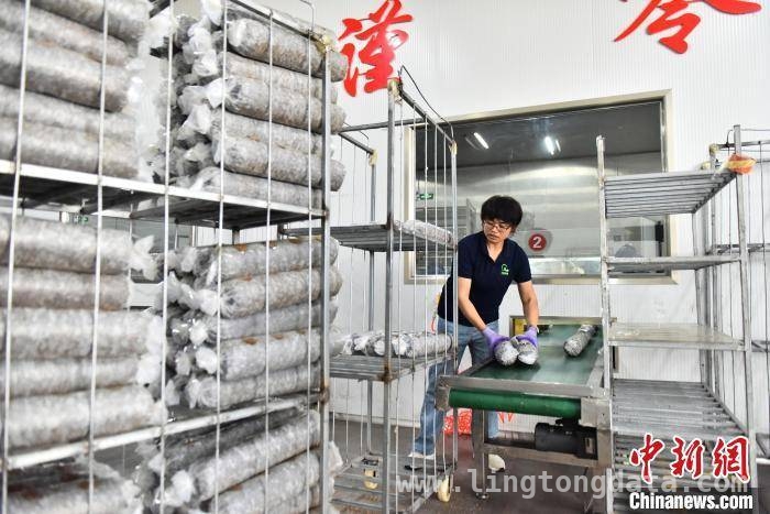 走进河北青龙，见证香菇产业的活力与希望 3月26日，探秘河北青龙香菇产业的丰收密码