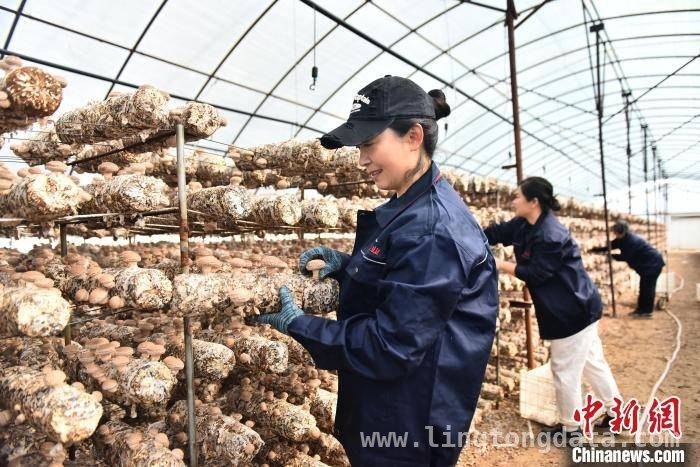 走进河北青龙，见证香菇产业的活力与希望 3月26日，探秘河北青龙香菇产业的丰收密码