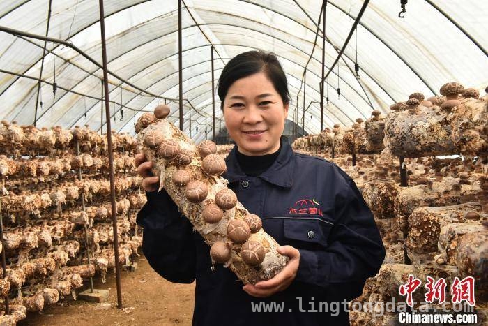走进河北青龙，见证香菇产业的活力与希望 3月26日，探秘河北青龙香菇产业的丰收密码