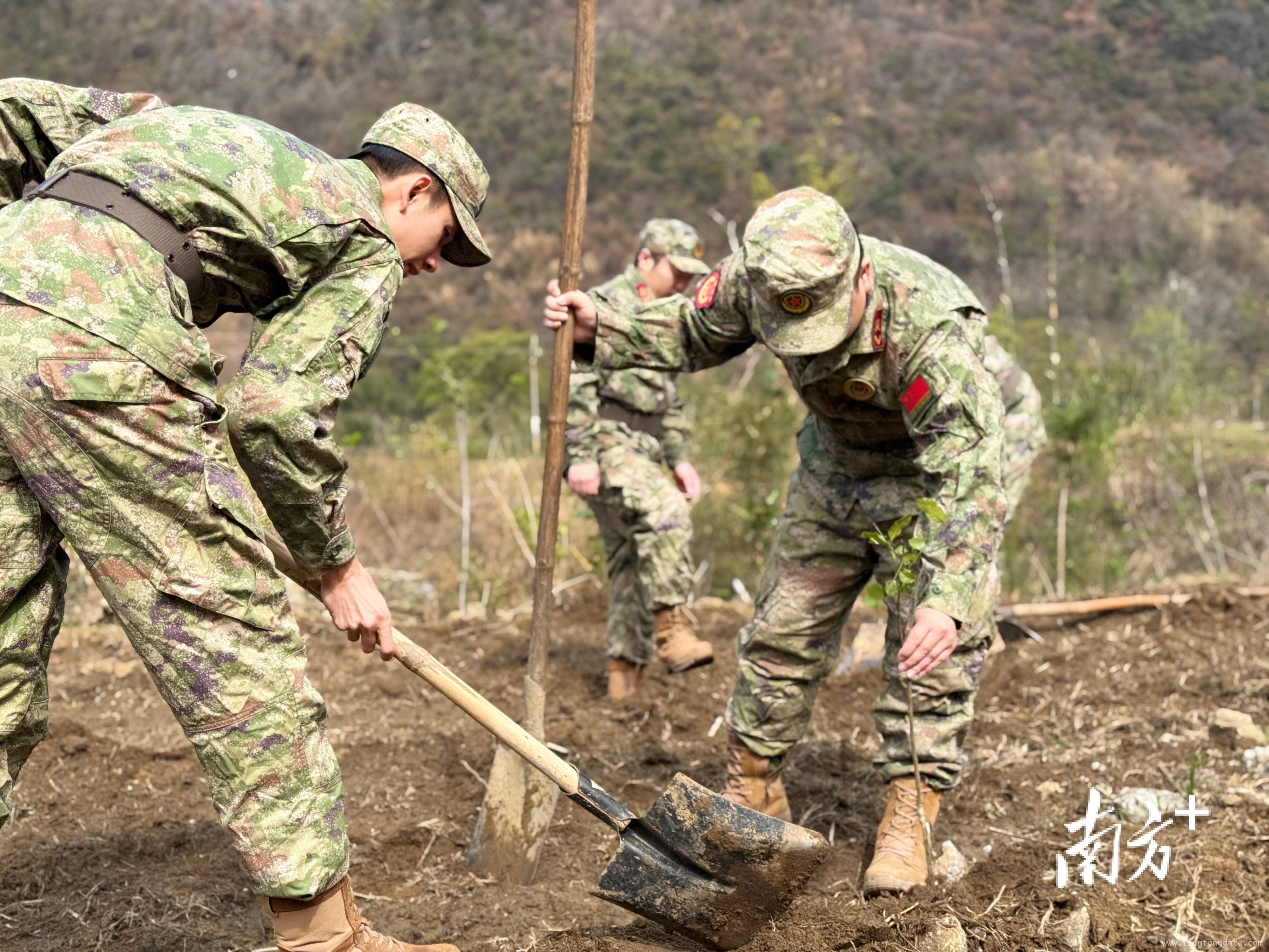 青莲镇民兵义务植树，共筑乡村绿色发展梦
