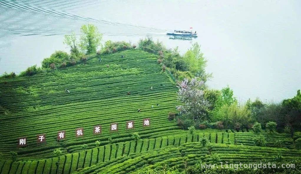 安康富硒茶：在法治沃土中茁壮成长，茶乡法庭：守护安康富硒茶的法治力量