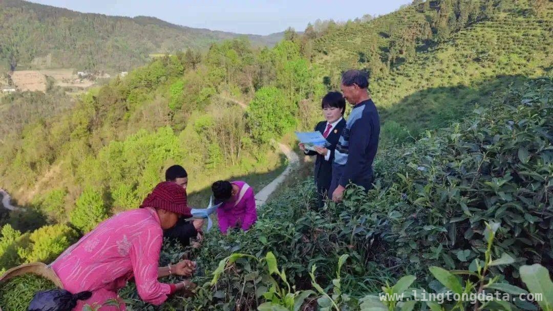 安康富硒茶：在法治沃土中茁壮成长，茶乡法庭：守护安康富硒茶的法治力量