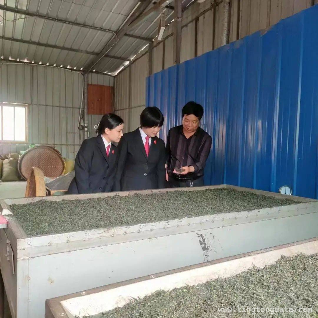 安康富硒茶：在法治沃土中茁壮成长，茶乡法庭：守护安康富硒茶的法治力量