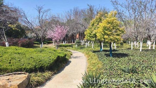 菏泽鲁西新区借牡丹节东风，多举措打造宜居宜游之城