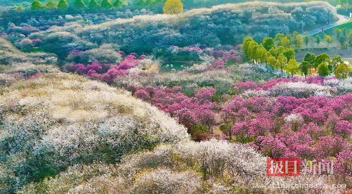 2. 藏于黄陂的赏樱秘境，木兰花谷樱花节火热来袭！