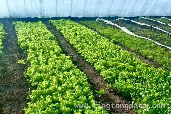 香坊区向阳镇备春耕亮点多，农业发展势头足