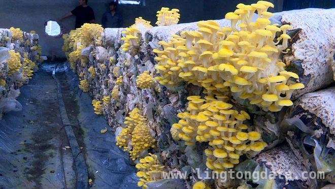 安图县特色种植产业崛起，为乡村经济添活力，安图县棚膜经济蓬勃发展，助力乡村经济腾飞