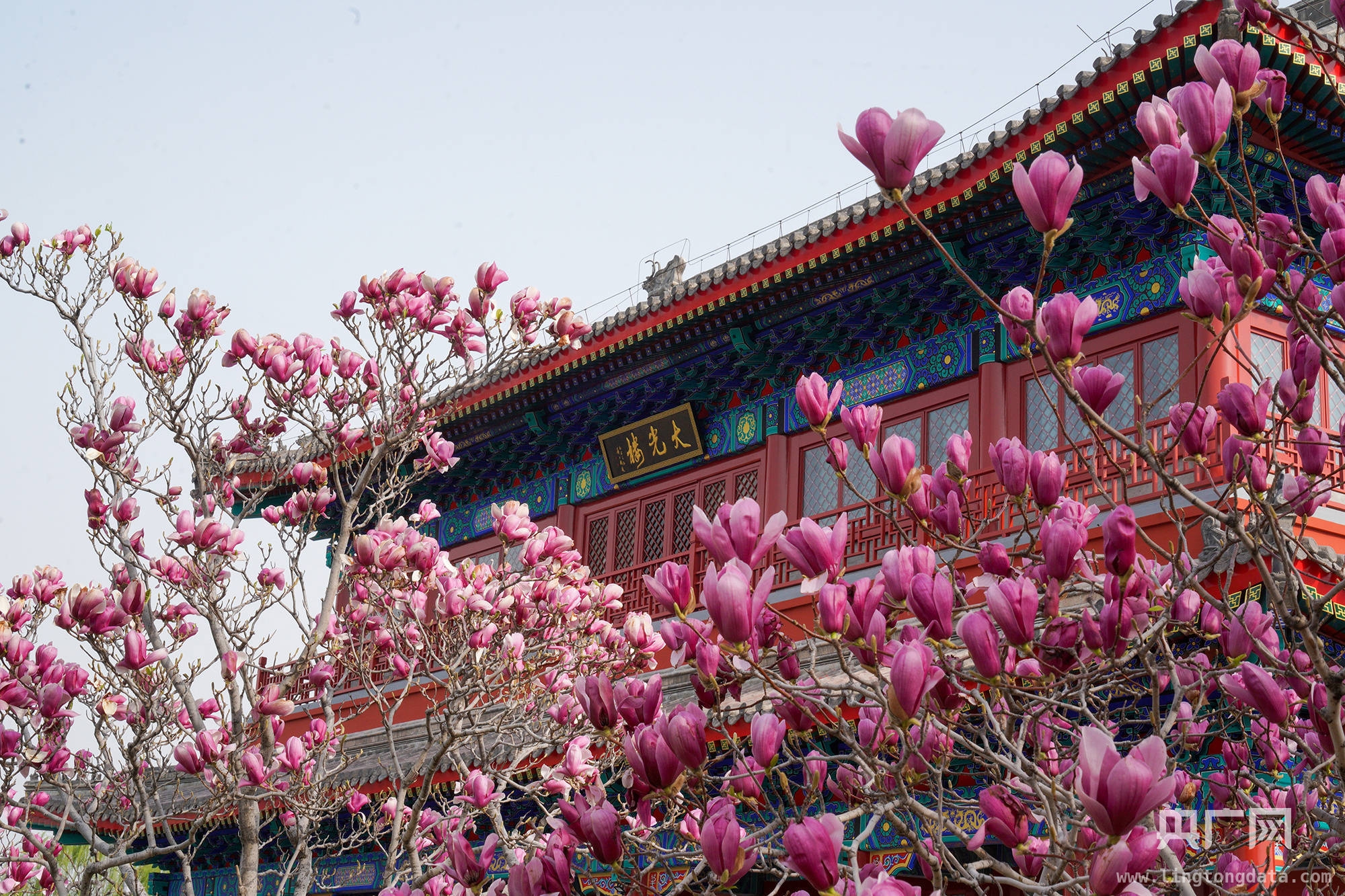 通州春花烂漫，多条赏花骑行线路等你探秘