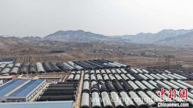从菌棒到市场，河北青龙香菇产业书写乡村振兴新篇章