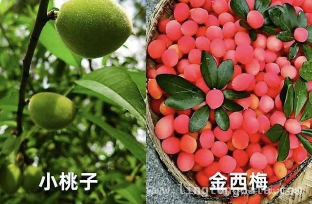小心！果蔬界的“大忽悠”水果大盘点