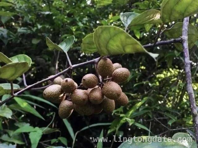 小心！果蔬界的“大忽悠”水果大盘点