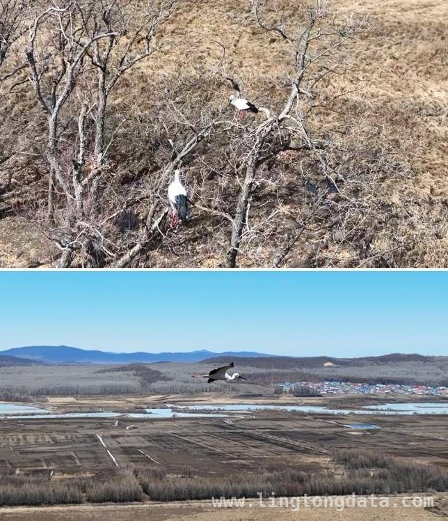虎林珍宝岛湿地：为东方白鹳筑巢引凤，守护生态家园