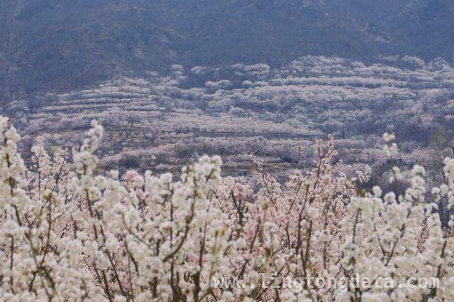 杨家山里田园生活节：农文旅融合的春日盛宴，铁山街道赏花节：以花为引，绘就乡村发展新画卷