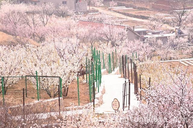杨家山里田园生活节：农文旅融合的春日盛宴，铁山街道赏花节：以花为引，绘就乡村发展新画卷