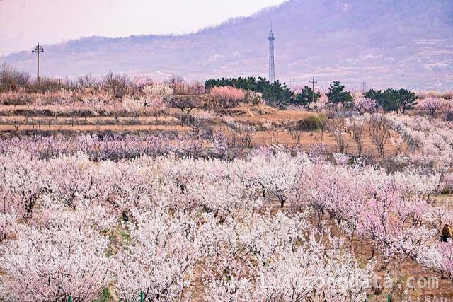 杨家山里田园生活节：农文旅融合的春日盛宴，铁山街道赏花节：以花为引，绘就乡村发展新画卷