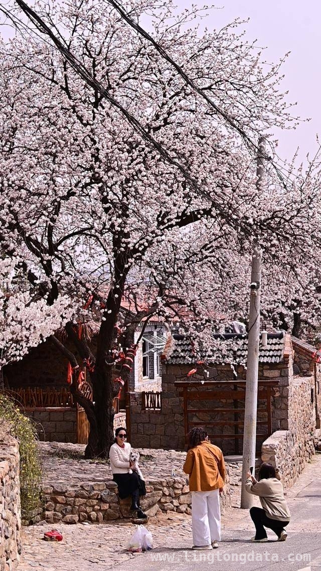 杨家山里田园生活节：农文旅融合的春日盛宴，铁山街道赏花节：以花为引，绘就乡村发展新画卷