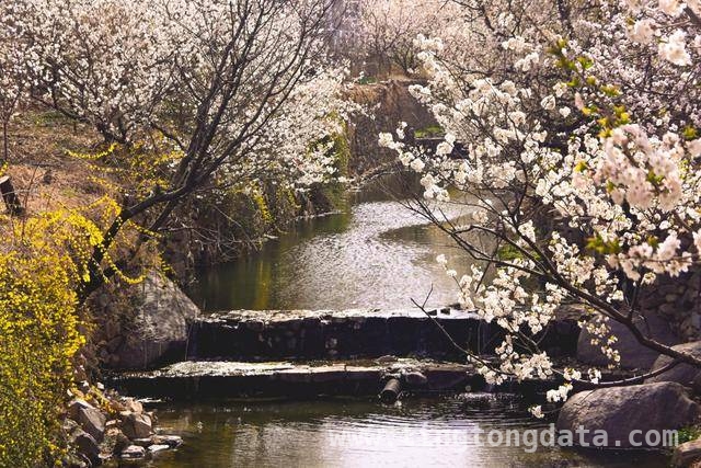 杨家山里田园生活节：农文旅融合的春日盛宴，铁山街道赏花节：以花为引，绘就乡村发展新画卷