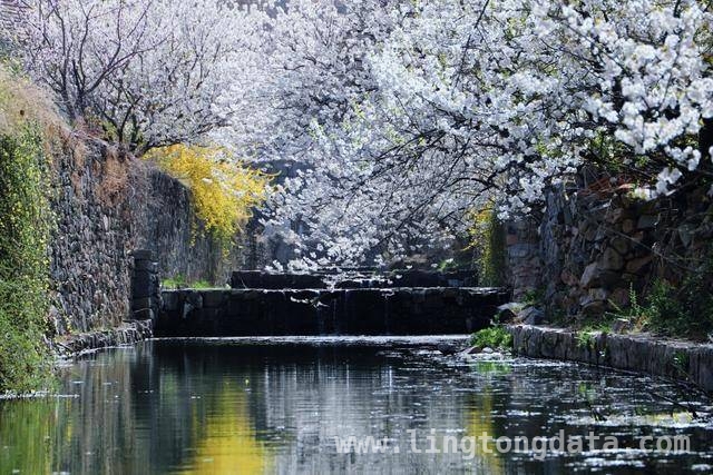 杨家山里田园生活节：农文旅融合的春日盛宴，铁山街道赏花节：以花为引，绘就乡村发展新画卷