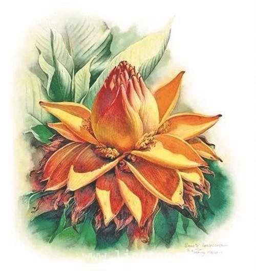 从植物画里，读懂曾孝濂的生命热爱与坚守