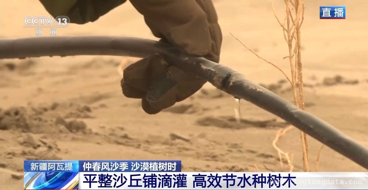 塔克拉玛干沙漠：从“锁边”到“扩边”的生态治理征程，仲春时节新疆南疆：干部群众在塔克拉玛干沙漠腹地奋力植树防沙