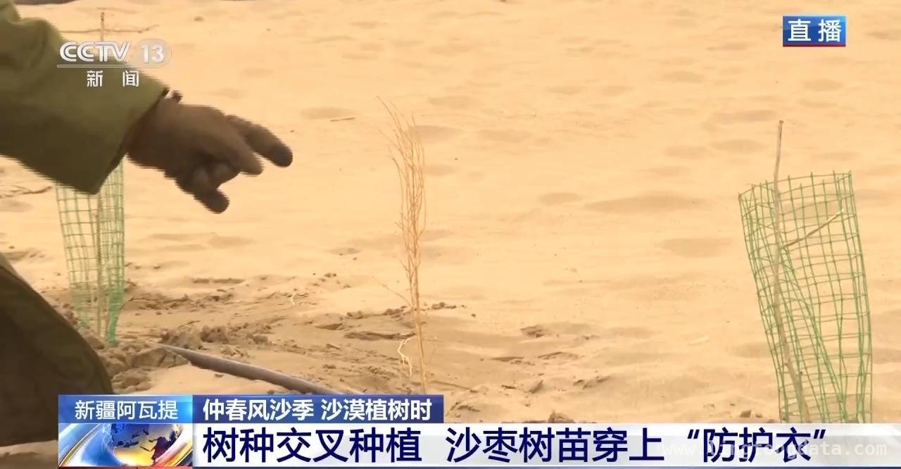 塔克拉玛干沙漠：从“锁边”到“扩边”的生态治理征程，仲春时节新疆南疆：干部群众在塔克拉玛干沙漠腹地奋力植树防沙