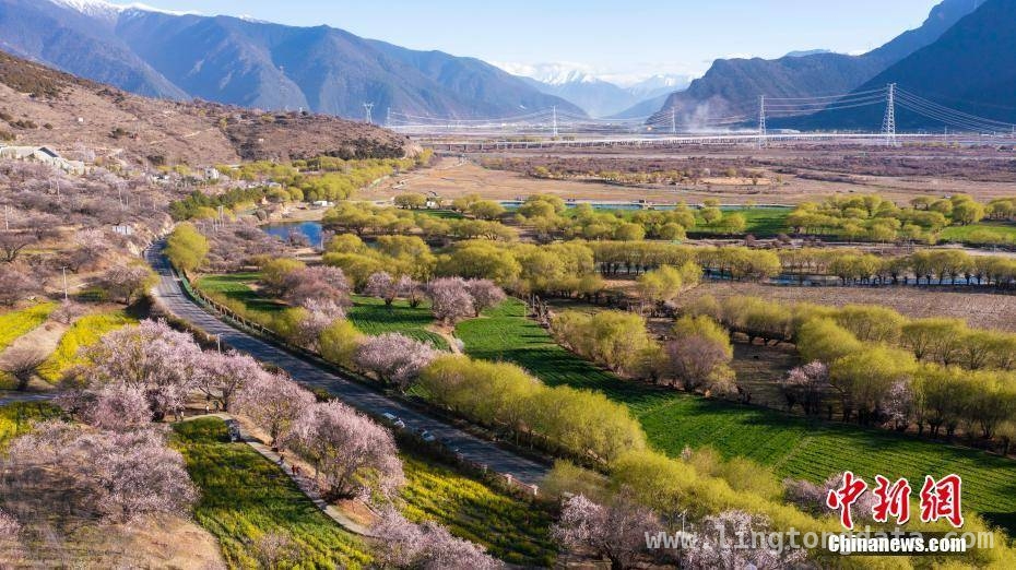 林芝桃花开，邂逅高原特色风光盛宴 邂逅雪域江南，赴林芝桃花之约