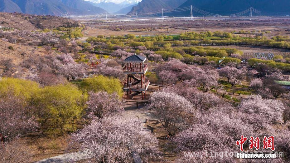 林芝桃花开，邂逅高原特色风光盛宴 邂逅雪域江南，赴林芝桃花之约
