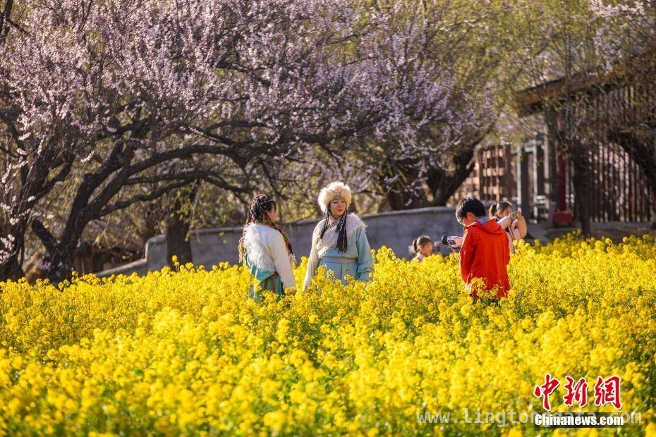 林芝桃花开，邂逅高原特色风光盛宴 邂逅雪域江南，赴林芝桃花之约