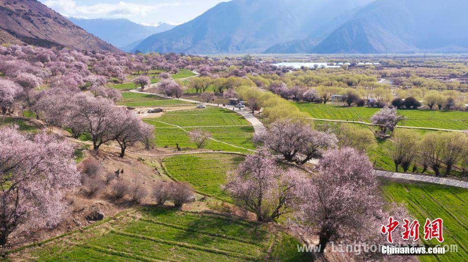 林芝桃花开，邂逅高原特色风光盛宴 邂逅雪域江南，赴林芝桃花之约