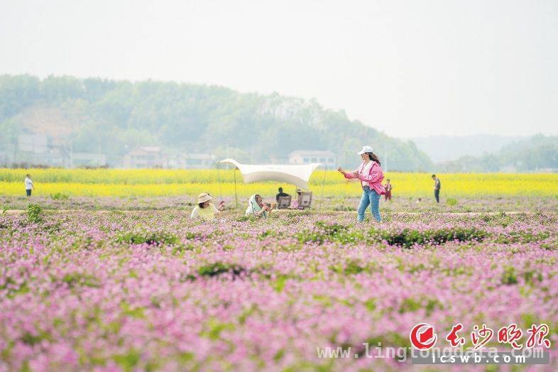 春日长沙，“赏花经济”串起乡村振兴梦