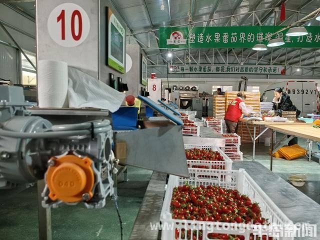 秦凯：7年打造农村土地托管青岛模式，目标全国推广