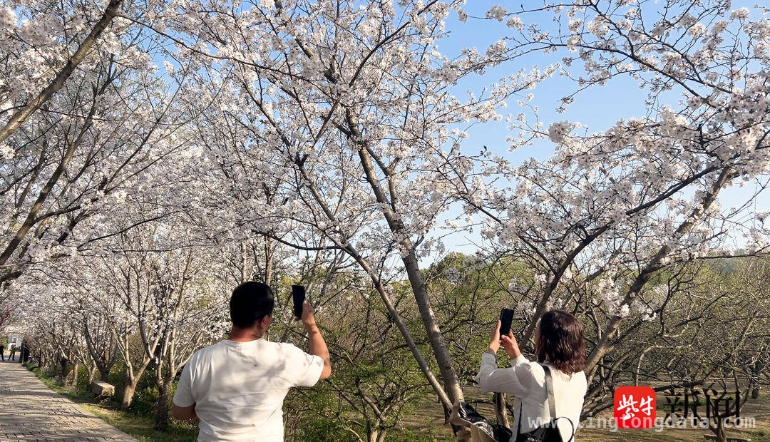探寻光福梅花季的浪漫，邂逅苏式面条的美味，光福赏梅胜地梅花季结束，苏式面馆丰富游客体验