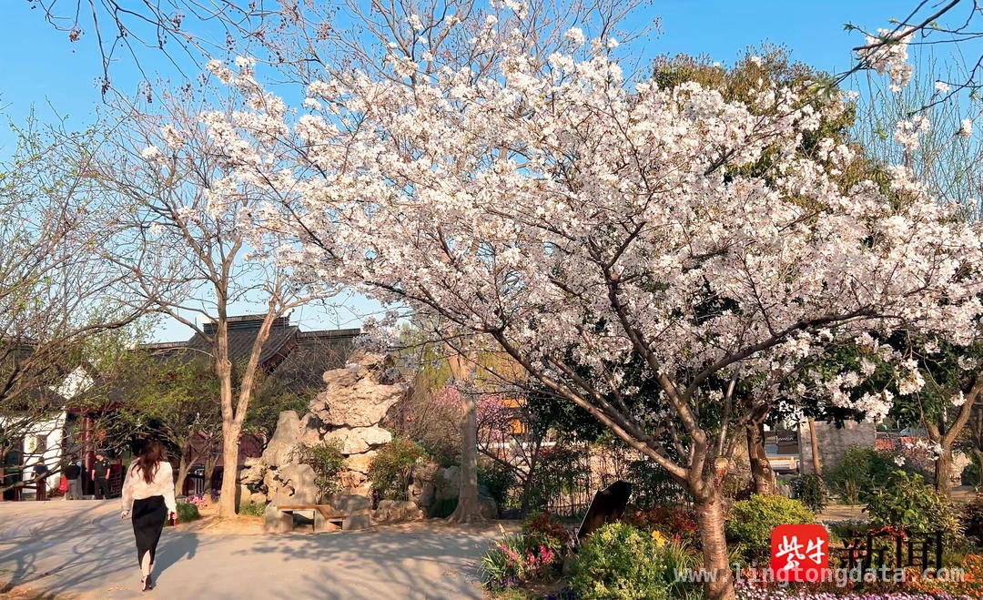 探寻光福梅花季的浪漫，邂逅苏式面条的美味，光福赏梅胜地梅花季结束，苏式面馆丰富游客体验